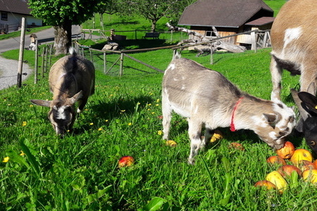 Herbstzeit, pfelzeit 